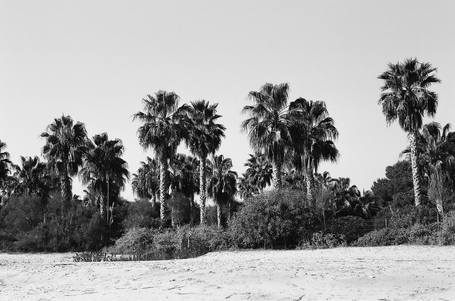 elicornejo Spain beach palms plants vacations group solitude